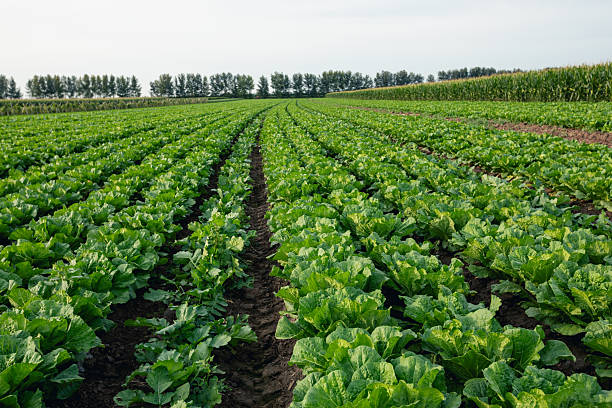 istock Chinese cabbage crops in growth at field 2236877691