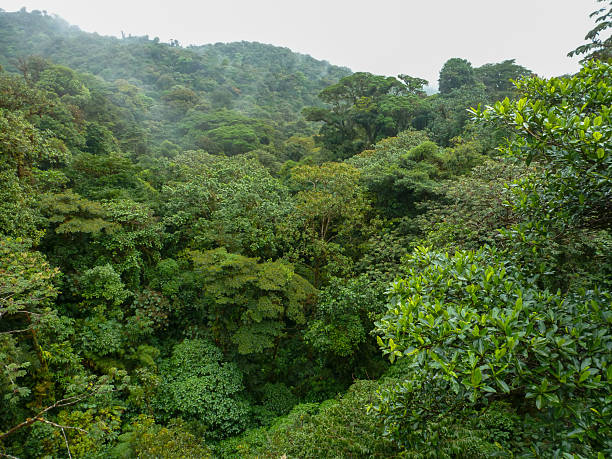 istock A beautiful panoramic view over the treetops on a canopy walk of the Monteverde Cloud Forest in Costa Rica. 2236877853