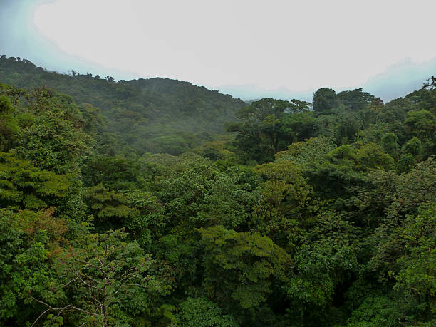 istock A beautiful panoramic view over the treetops on a canopy walk of the Monteverde Cloud Forest in Costa Rica. 2236877878