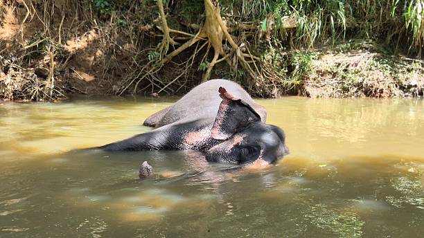 istock bathing elephant in river - Sri Lanka Wildlife 2236879206