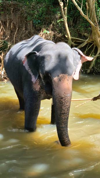 istock bathing elephant in river - Sri Lanka Wildlife 2236879224