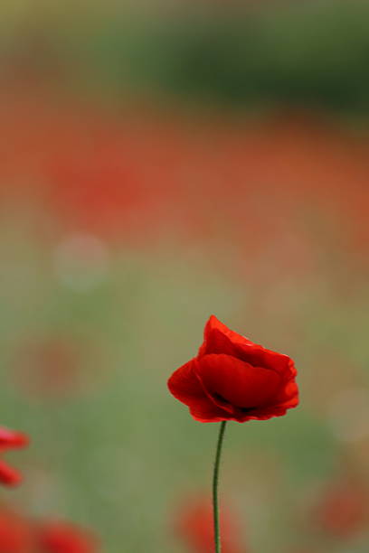 istock Solitary Red Poppy Against a Soft Blurred Field 2236880991