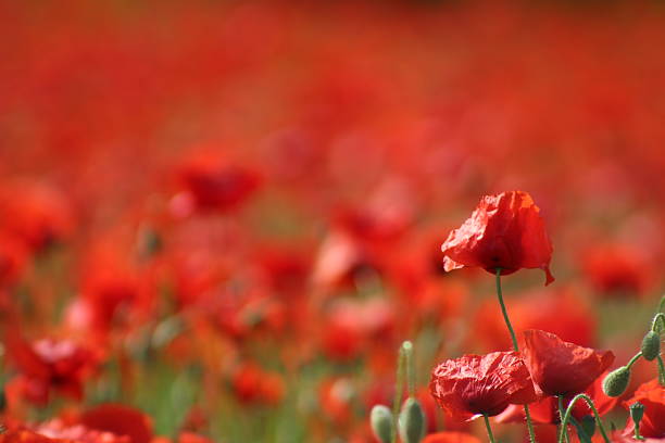 A beautiful, dreamy photograph that draws the viewer into a field of red poppies. The foreground flowers are in sharp focus, showing their delicate petals and forms, while the rest of the field melts into a soft, hazy red blur. This image creates a feeling of warmth, tranquility, and the overwhelming beauty of a poppy meadow.