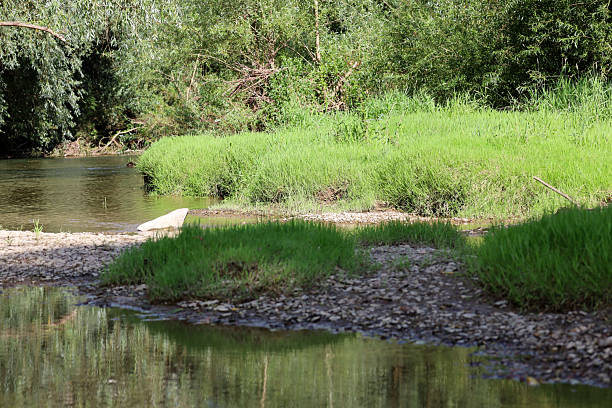 istock ​A small river flows slowly past banks overgrown with dense green grass and shrubs. The water reflects the surrounding vegetation, creating a calm and serene summer landscape. 2236883086