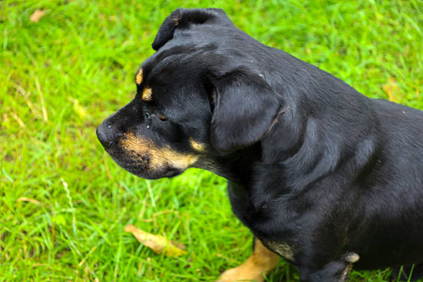 ​A young Rottweiler in profile stands on bright green grass, looking intently to the side. This portrait shows the animal's strength and focus, capturing a moment of its daily life.