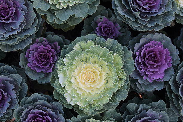 istock Ornamental cabbage (Brassica oleracea) in autumn garden 2236884848