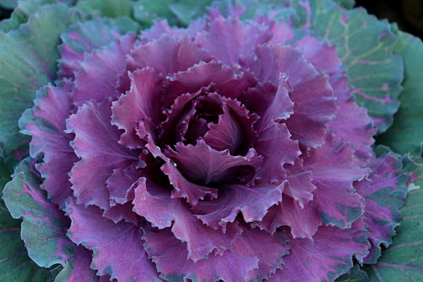 istock Ornamental cabbage (Brassica oleracea) in autumn garden 2236884995