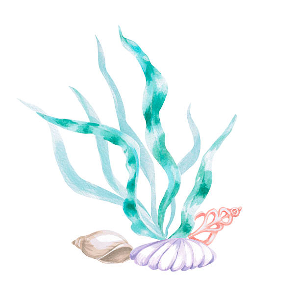 istock Seaweed with shells. Isolated watercolor illustration in a fairytale style for children's interiors, cosmetics, clothing prints, card designs, and themed holidays. 2236886528