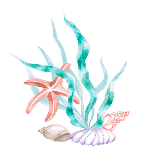 istock Seaweed with shells and a starfish. Isolated watercolor illustration in a fairytale style for children's interiors, cosmetics, clothing prints, card designs, and themed holidays. 2236886540