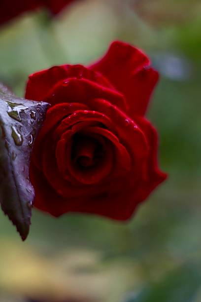 Rose through raindrop glass