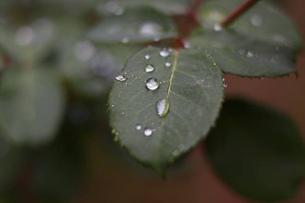 Roses and green foliage with raindrops, symbolizing freshness, beauty, and natural elegance
