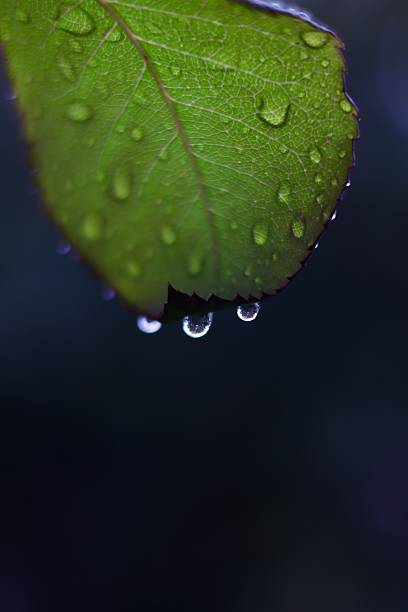 Roses and green foliage with raindrops, symbolizing freshness, beauty, and natural elegance