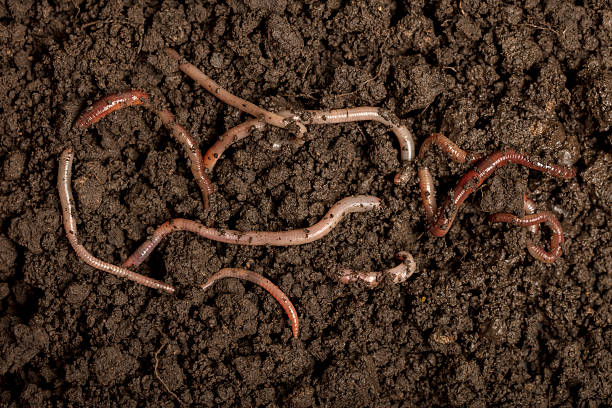 istock Earthworms in the soil 2236889808