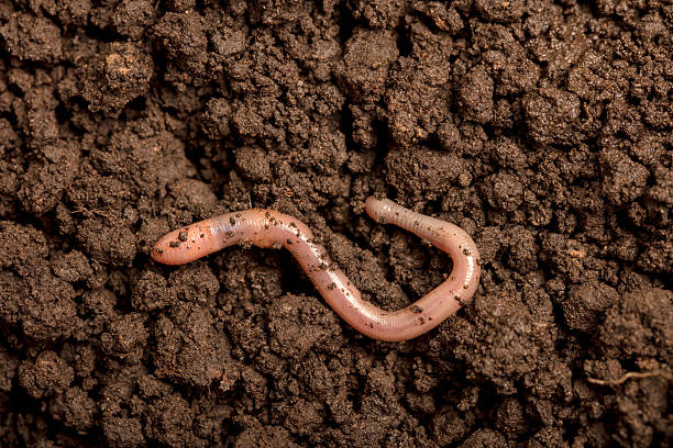istock Earthworm in the soil 2236889873