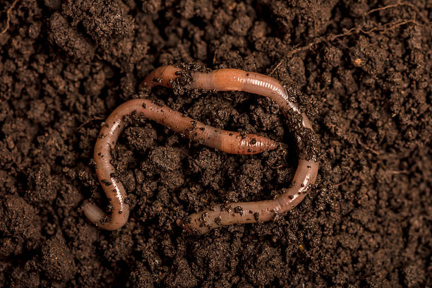 istock Earthworms in the soil 2236890147