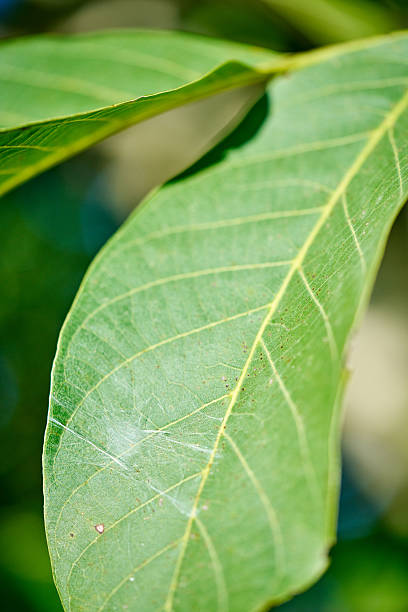 istock Close-up Macro of a Green Walnut Tree (Juglans regia) 2236893723