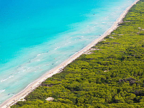 Aerial view of crystal clear waters surrounded by a pine forest, Platja de Muro, Alcudia, Mallorca, Balearic Islands, Mediterranean Sea, Spain