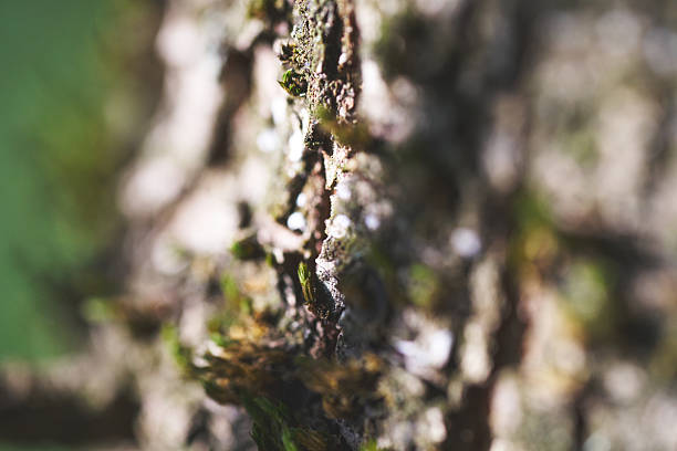 Close-Up Macro Shot of Textured Tree Bark with Natural Brown and Gray Tones