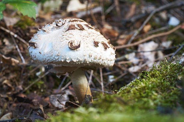 Close-up Macro of a Parasol Mushroom (Macrolepiota procera)