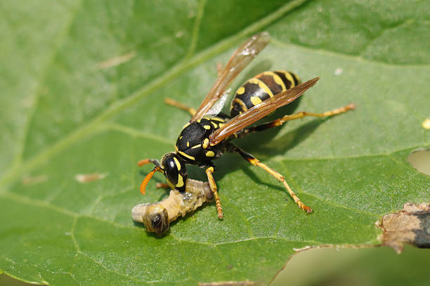 istock Poliste gaulois (Polistes dominula) 2236897055