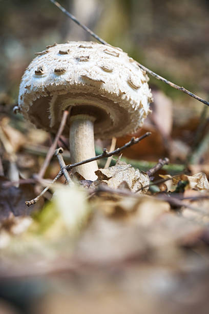 Close-up Macro of Young Parasol Mushroom (Macrolepiota procera)