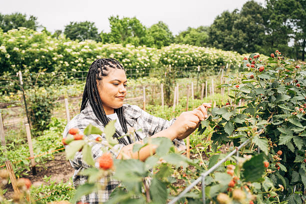 Latin fruit picker working on organic farm with wild raspberries