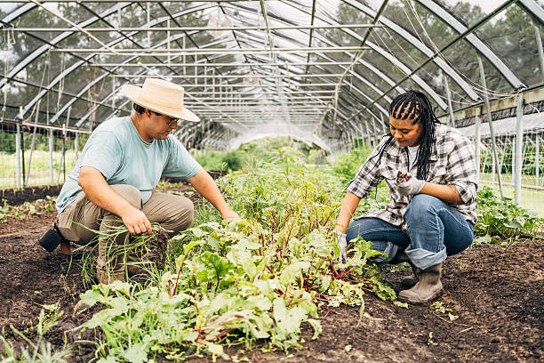 istock Diverse farmers working in greenhouse with herb plants 2236898104