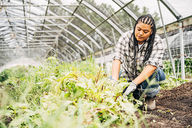 istock Diverse farmers working in greenhouse with herb plants 2236898135