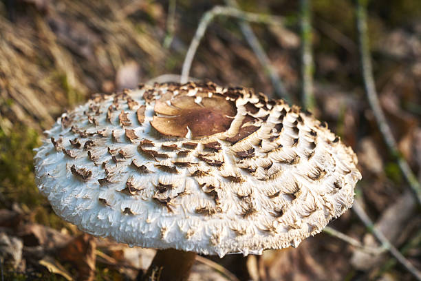 Close-up Macro of a Parasol Mushroom (Macrolepiota procera)