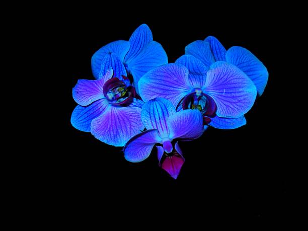 Beautiful Vanda coerulea branch blooming in a orchid garden