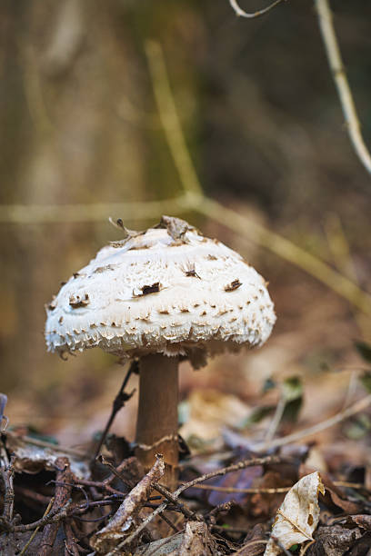 Close-up Macro of a Parasol Mushroom (Macrolepiota procera)