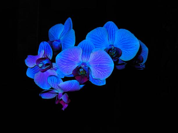 Blue orchid flower
