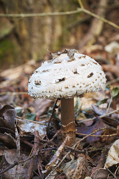 Close-up Macro of a Parasol Mushroom (Macrolepiota procera)