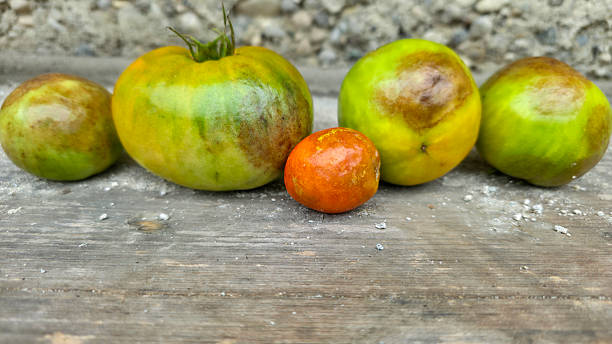 Five infected tomatoes, probably Late Blight in line on a wooden board outdoors.