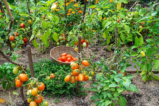 Basket full with ripe tomatoes in domestic garden.