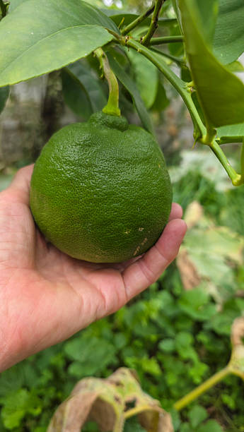 istock Hand holding large green lemon on a tree 2236901398