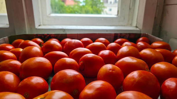 Close up of large group of red ripe shiny tomatoes at the kitchen window.