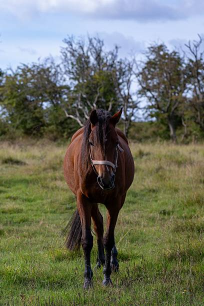 istock Brown horse in a grassy field with trees. 2236903223