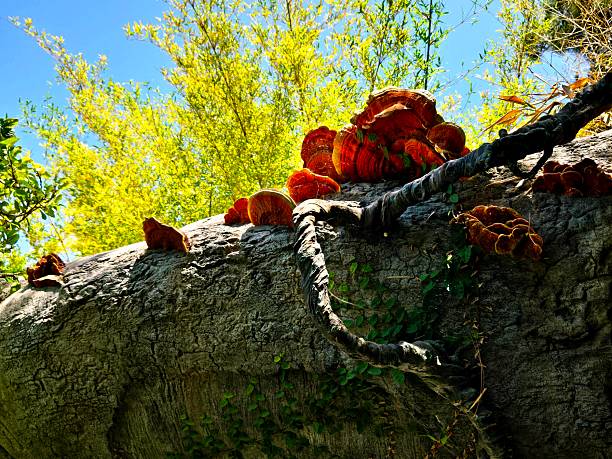 Chicken of the Woods mushrooms seen on a decaying tree branch.