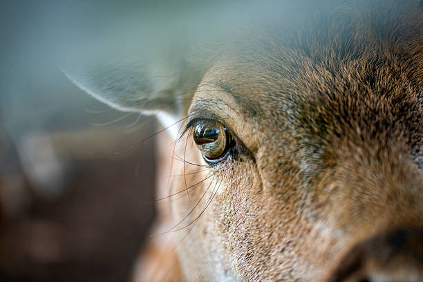 Close up of a deer