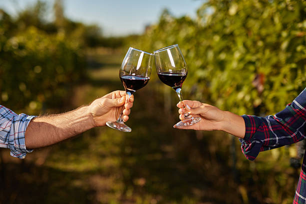istock Couple toasting red wine celebrating harvest in vineyard 2236905636