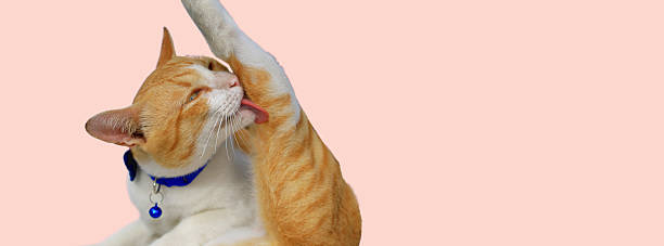 istock cat is licking its own legs 2236905773
