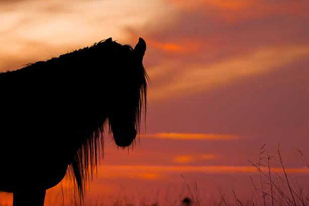 Artistic silhouette of a horse head against a glowing red sunset sky. The image symbolizes grace, freedom, strength, and harmony with nature. Perfect for advertising, editorials, inspirational projects, and decorative prints.