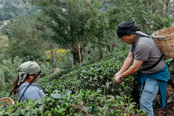 istock Visitors learning traditional tea leaf picking in hillside plantation 2236906253