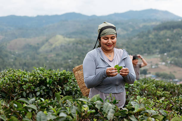 istock Tourist Enjoying Tea Picking Experience in Plantation 2236906370