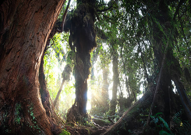 Giant tree bark texture with mossy roots and dense forest canopy ancient forest. Sunbeams highlight moss and vegetation, creating a natural scene of wilderness and botanical richness