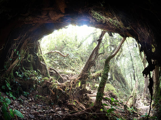 Prehistoric shelter primeval forest root cave natural arch survival passage. Mossy roots, leaf litter and tangled vines shape a cave like refuge with light filtering through the canopy