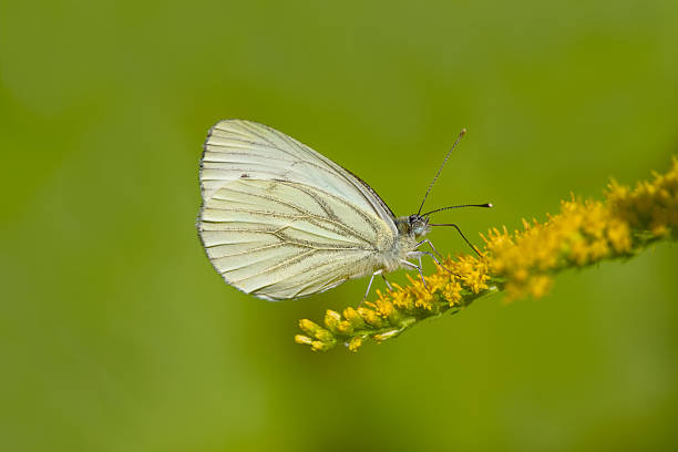Close-up of a white butterfly resting on a goldenrods blossom