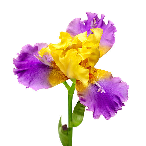 Iris flower delicate isolated on white background with clipping path. Summer. Spring. Flat lay, top view. Floral pattern. Love. Valentine's Day