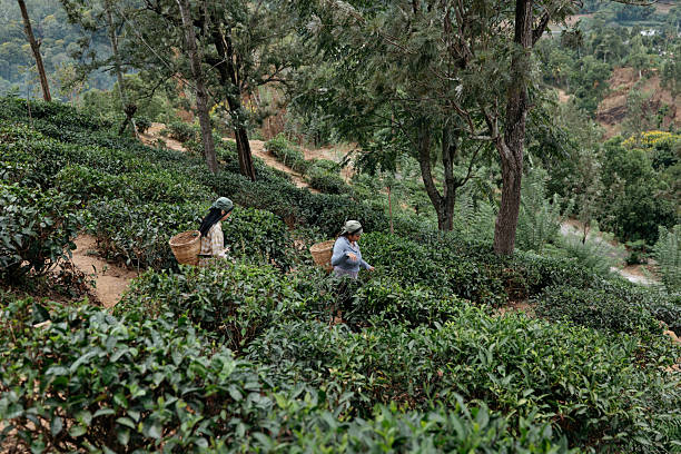Travelers participate in a hands-on tea picking experience at a hillside plantation. Guided by locals, they pick fresh tea leaves while enjoying the natural scenery, highlighting cultural tourism and sustainable agricultural practices.